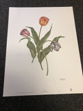 Vintage 1989 Haddad's Fine Art “Tulips” By Johnathan Freborg 22.5”x17.5”0