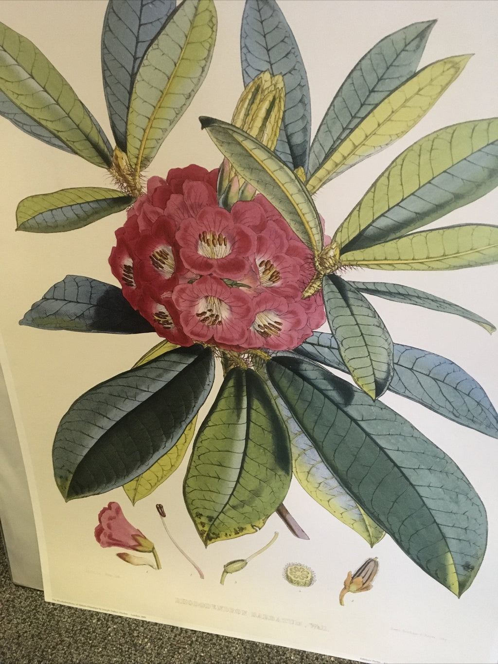 SIKKIM HIMALAYA ANTIQUE BOTANICAL / Rhododendron Barbatum Poster Wall 18496