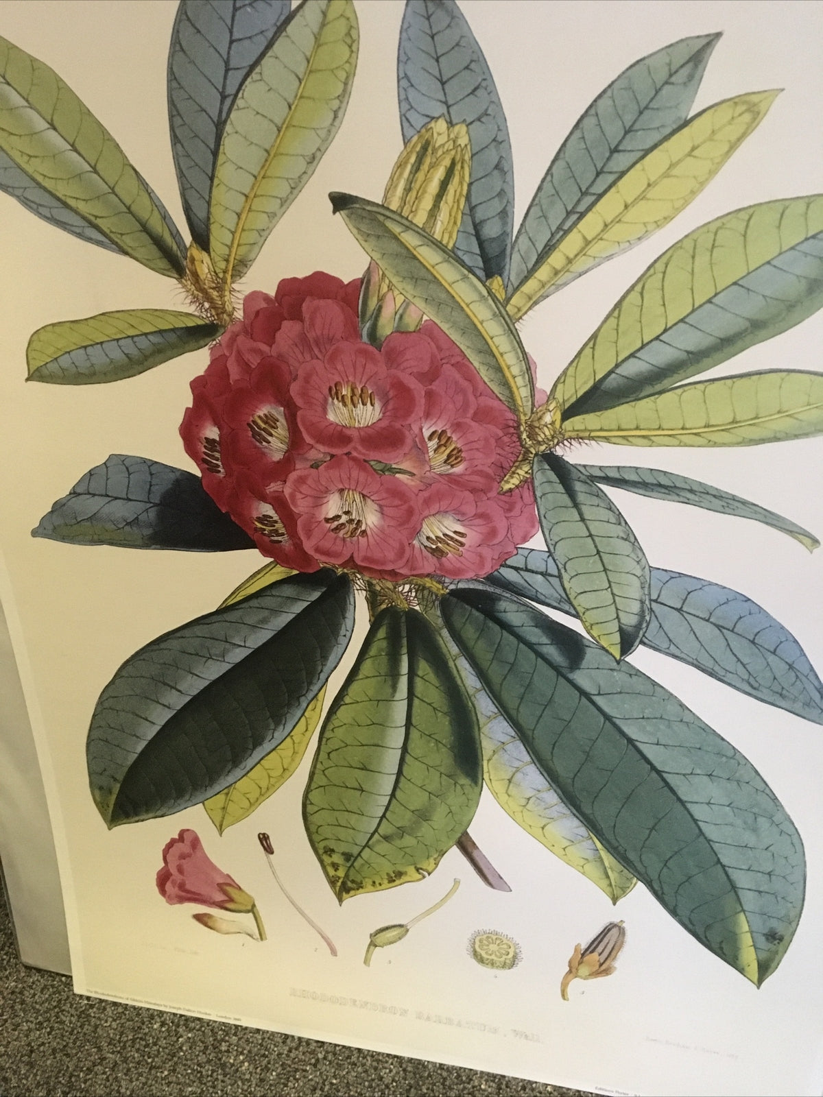 SIKKIM HIMALAYA ANTIQUE BOTANICAL / Rhododendron Barbatum Poster Wall 18496