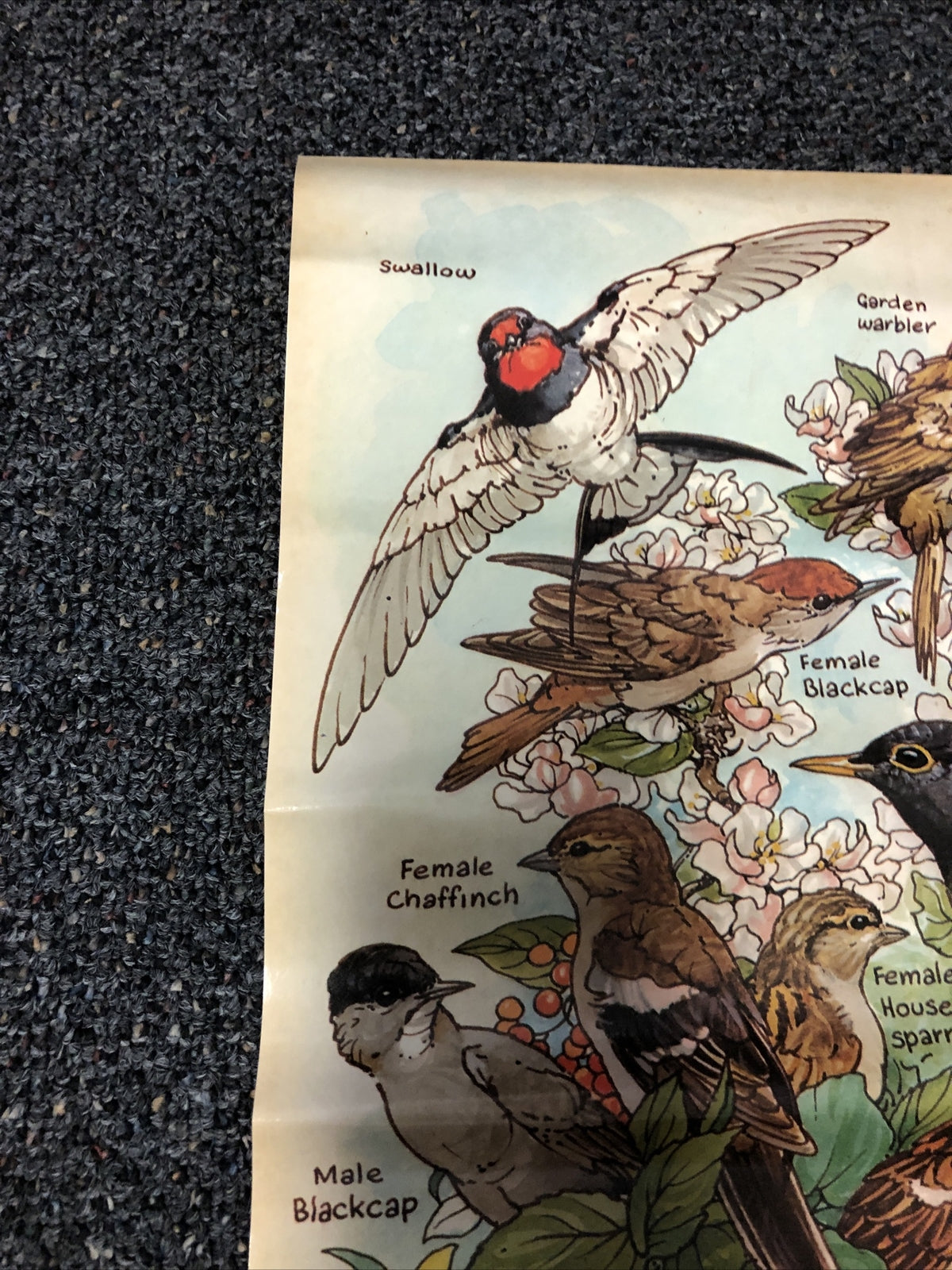 Vintage garden birds Identification poster 20 x 27. ken lilly 1983 England Print3