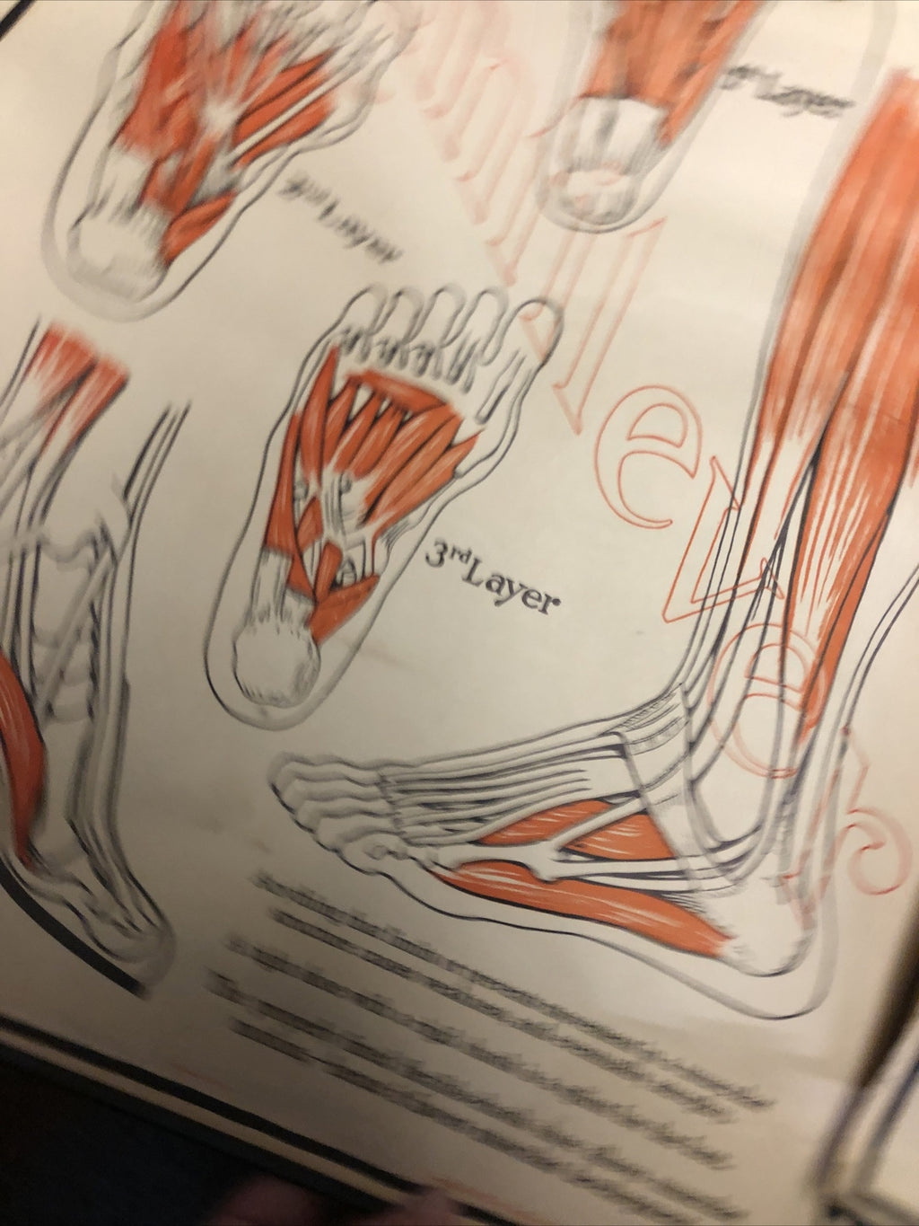 Original 1927 Foot Feet  MUSCULAR Structure ANATOMY CHART Lot Of 2 19” X 22”6