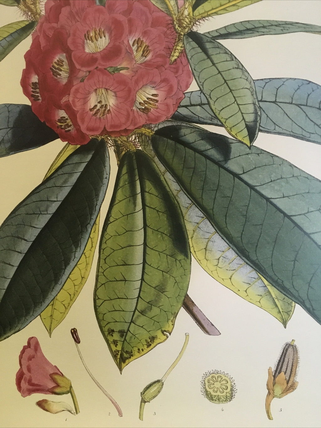 SIKKIM HIMALAYA ANTIQUE BOTANICAL / Rhododendron Barbatum Poster Wall 18495