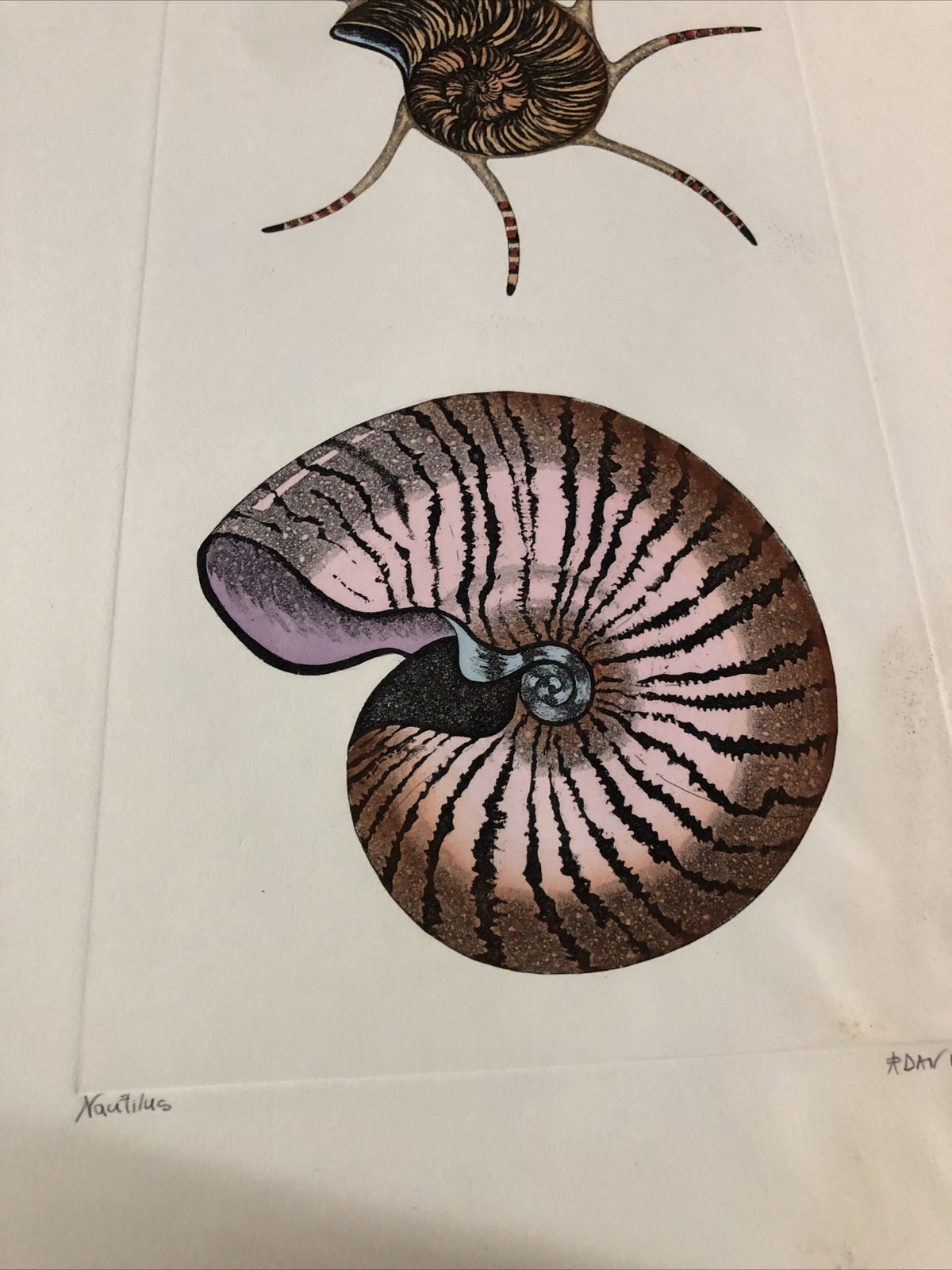 Dan Mitra Signed Etching “Nautilus” 36”x13”3