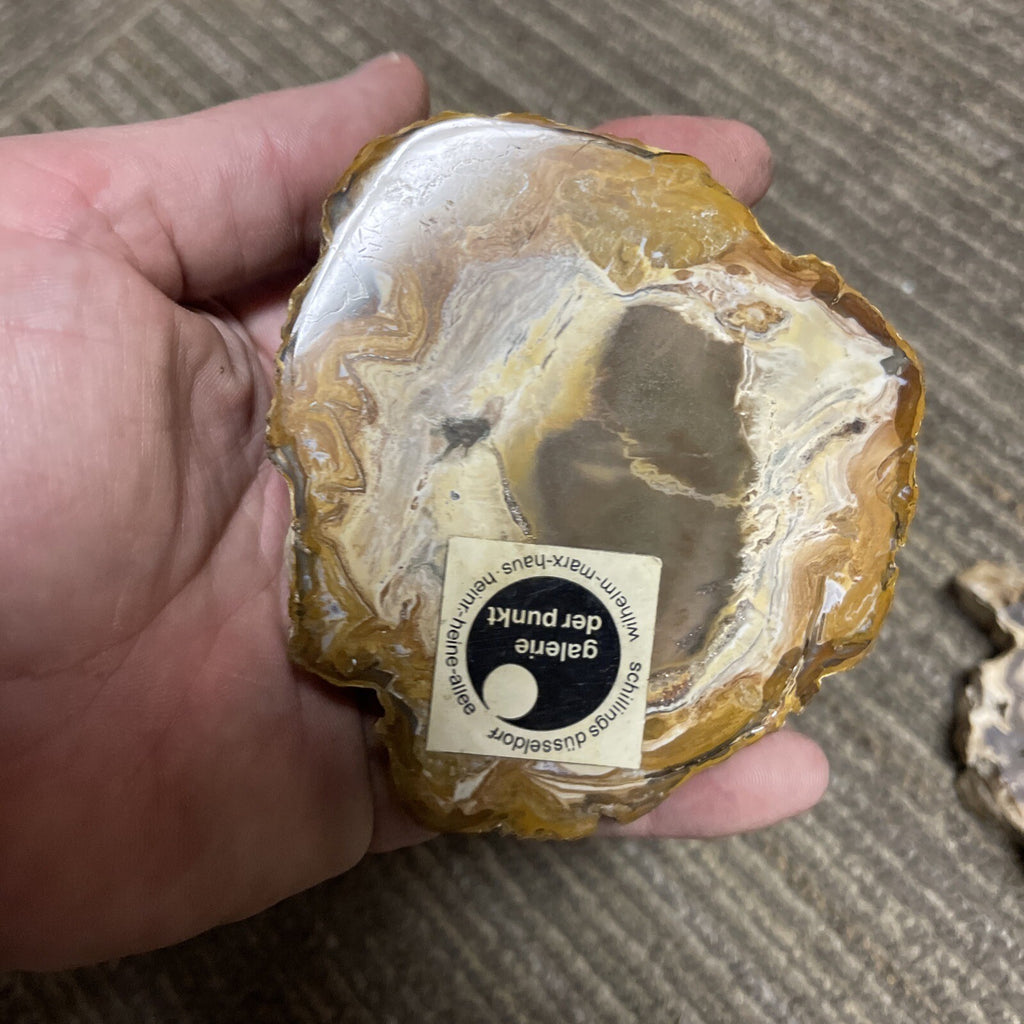 2 Cut Or Polished, Board-Cut,  Petrified Wood Specimen Lot Museum3