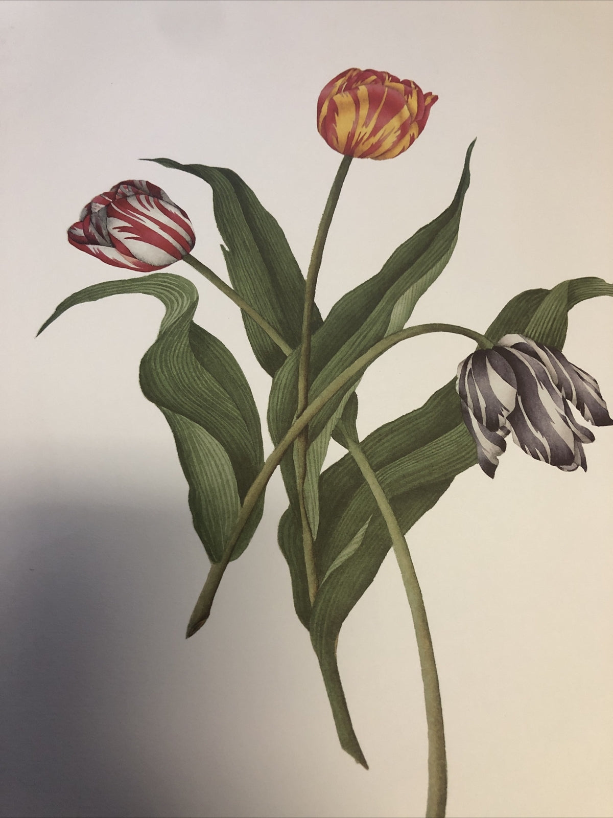 Vintage 1989 Haddad's Fine Art “Tulips” By Johnathan Freborg 22.5”x17.5”4