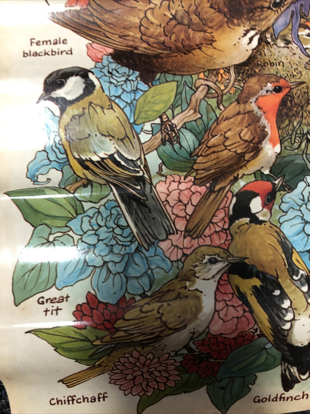 Vintage garden birds Identification poster 20 x 27. ken lilly 1983 England Print1
