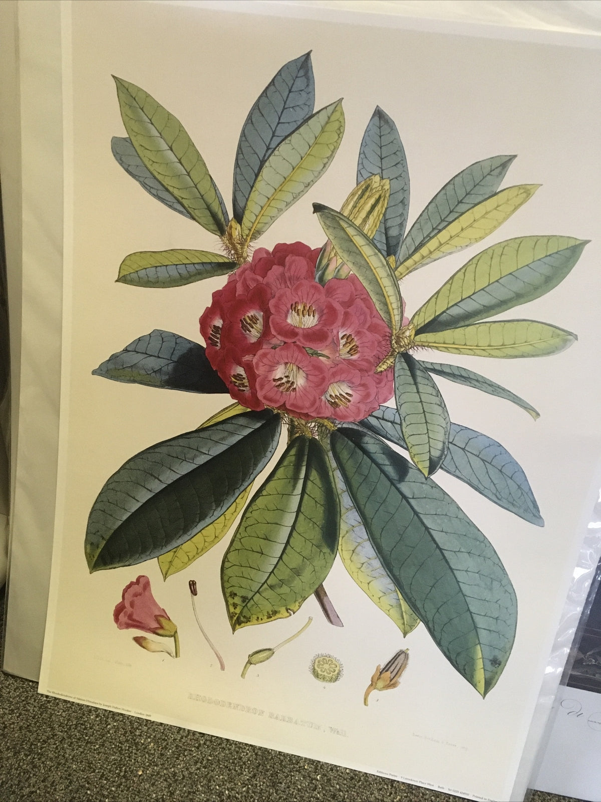 SIKKIM HIMALAYA ANTIQUE BOTANICAL / Rhododendron Barbatum Poster Wall 18497