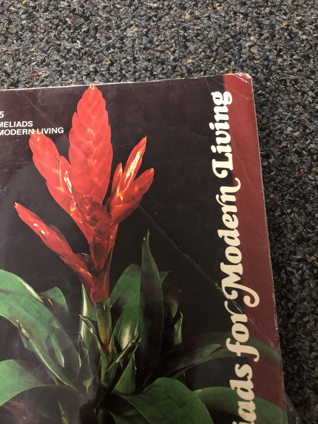 BROMELIADS FOR MODERN LIVING By Louis Wilson 80s House Plants For The Home7