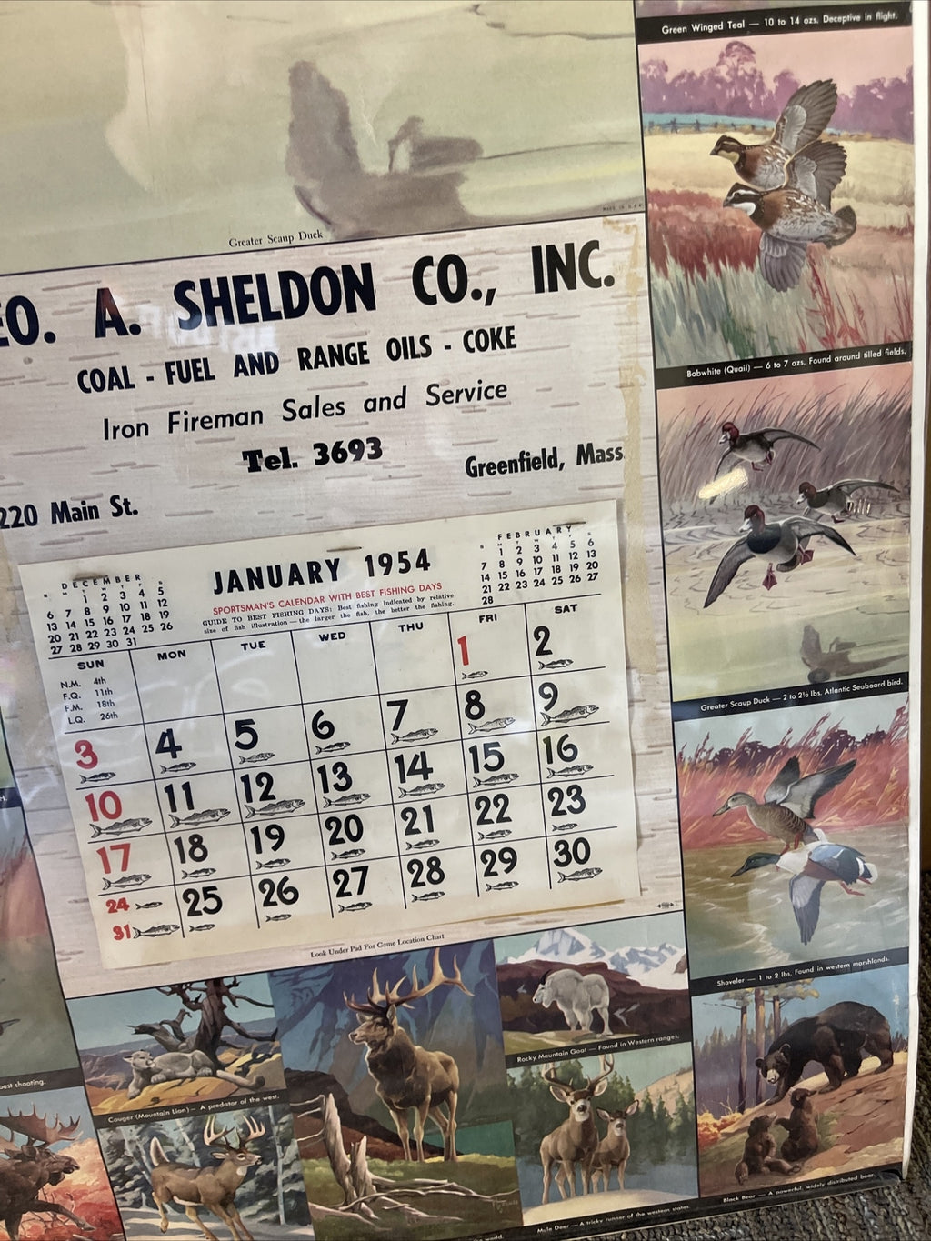 Rare VTG Geo Sheldon Coal Coke Fuel Greenfield MA 1954 Calendar Game Birds5