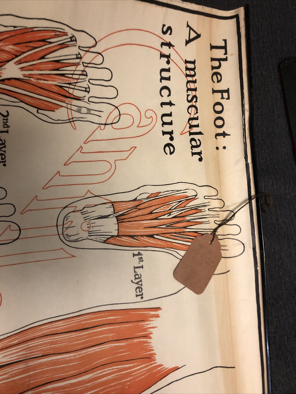 Original 1927 Foot Feet  MUSCULAR Structure ANATOMY CHART Lot Of 2 19” X 22”1