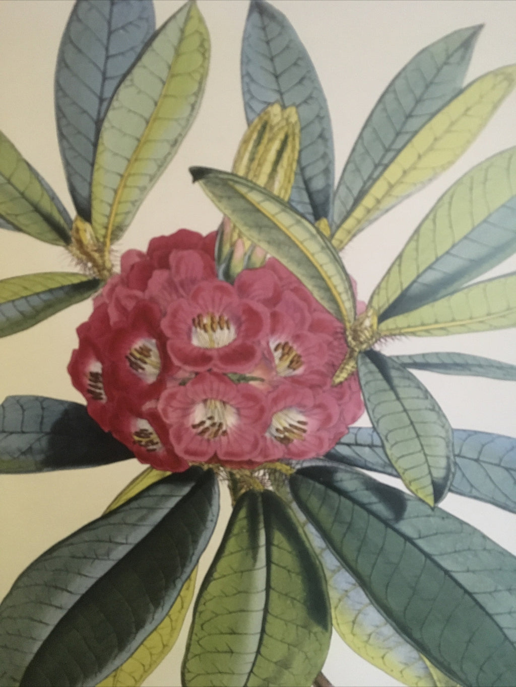 SIKKIM HIMALAYA ANTIQUE BOTANICAL / Rhododendron Barbatum Poster Wall 18490