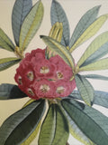 SIKKIM HIMALAYA ANTIQUE BOTANICAL / Rhododendron Barbatum Poster Wall 18490