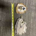 2 Cut Or Polished, Board-Cut,  Petrified Wood Specimen Lot Museum0