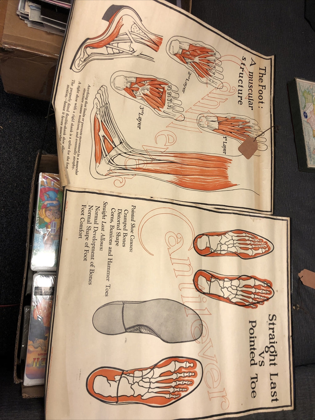 Original 1927 Foot Feet  MUSCULAR Structure ANATOMY CHART Lot Of 2 19” X 22”0