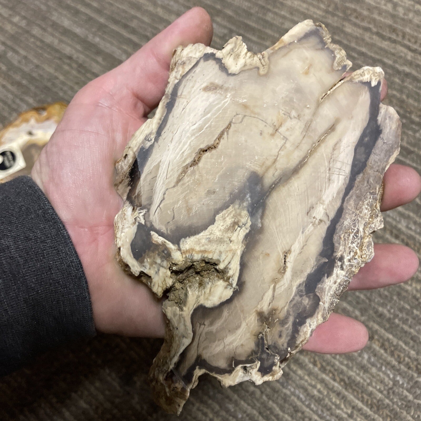 2 Cut Or Polished, Board-Cut,  Petrified Wood Specimen Lot Museum6