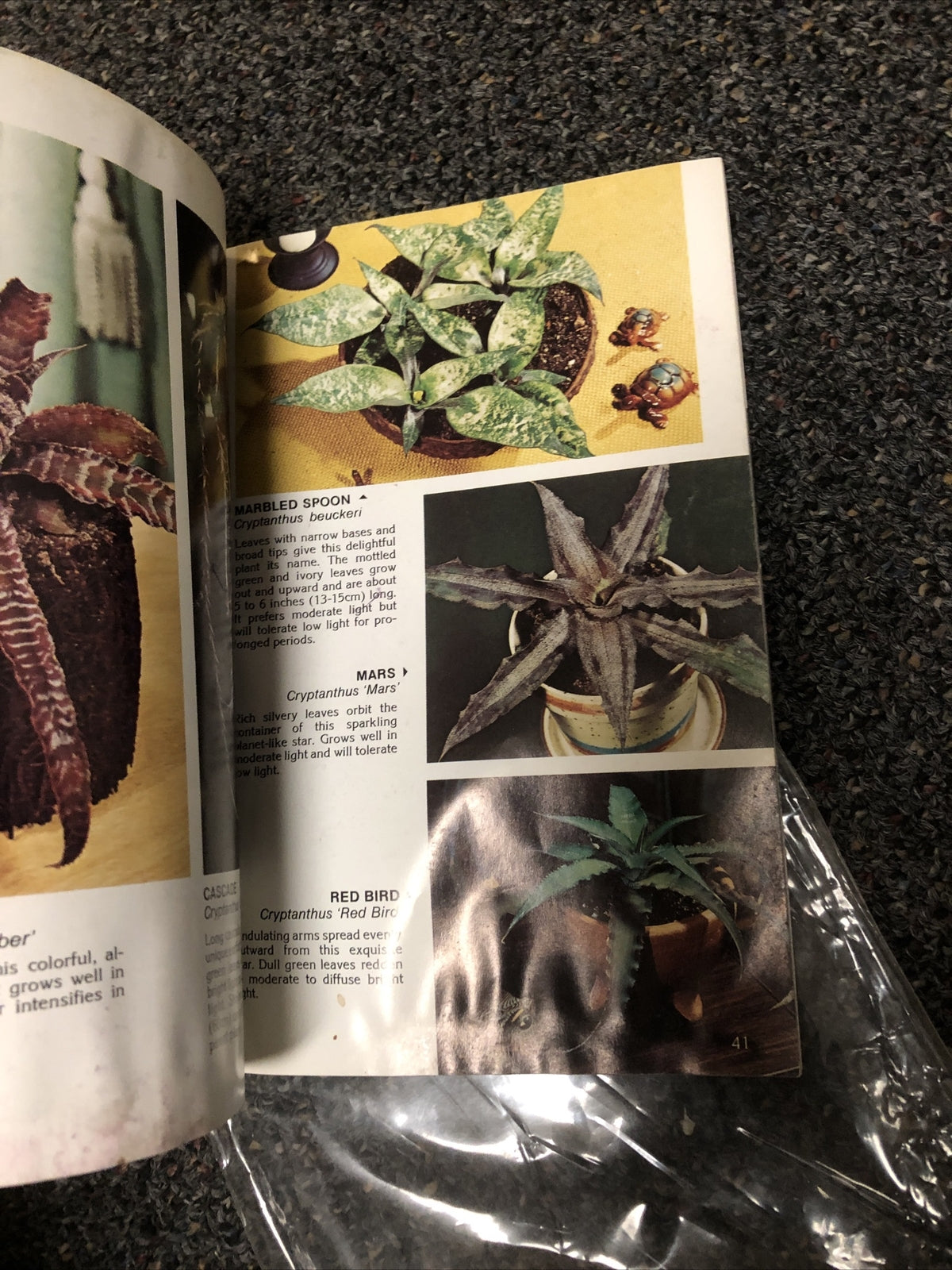 BROMELIADS FOR MODERN LIVING By Louis Wilson 80s House Plants For The Home3