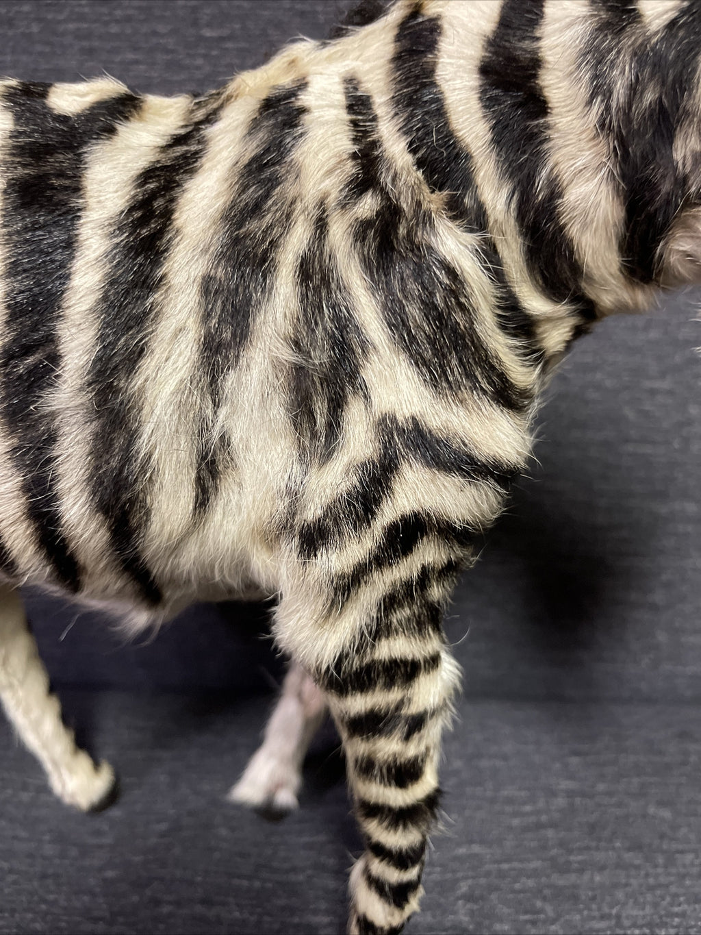 Large Antique Pull Toy Primitive Folk Art  Zebra Horse Incredible!!2