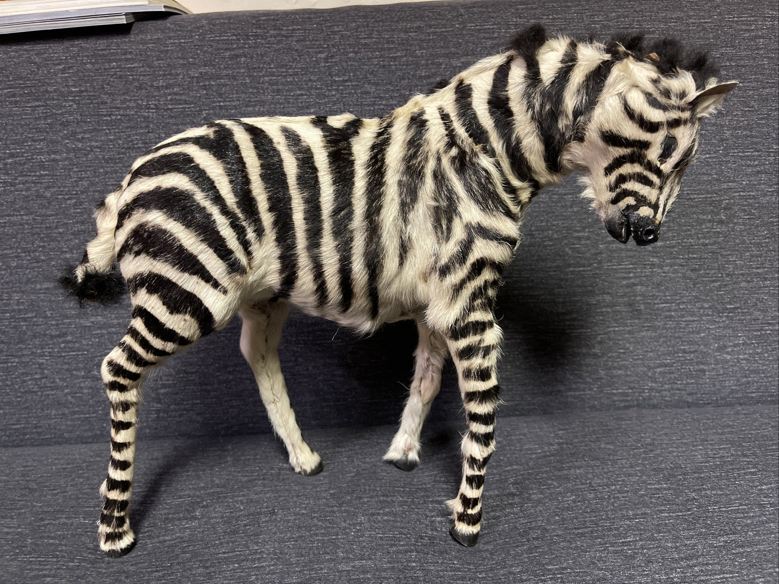 Large Antique Pull Toy Primitive Folk Art  Zebra Horse Incredible!!0