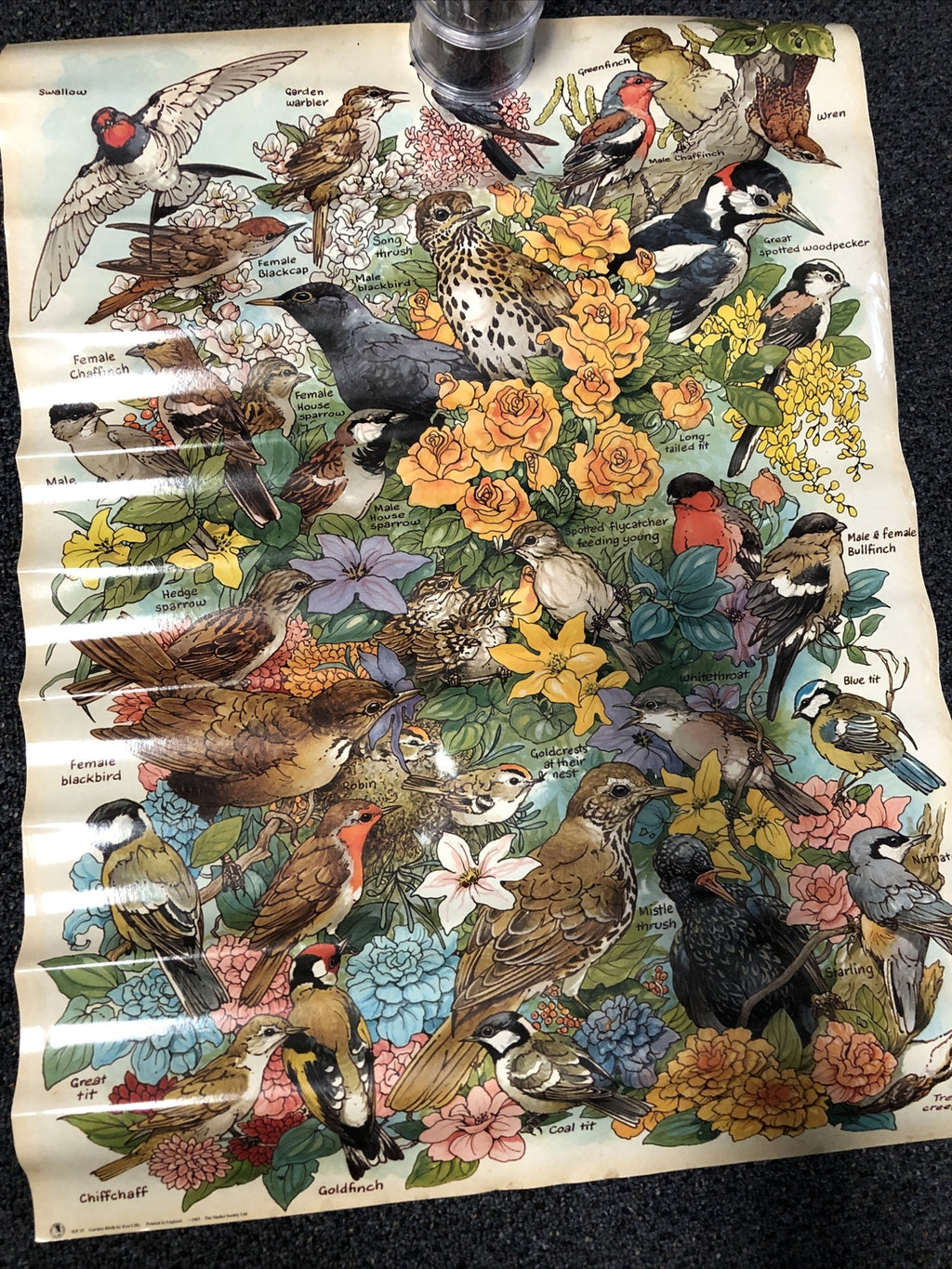 Vintage garden birds Identification poster 20 x 27. ken lilly 1983 England Print0