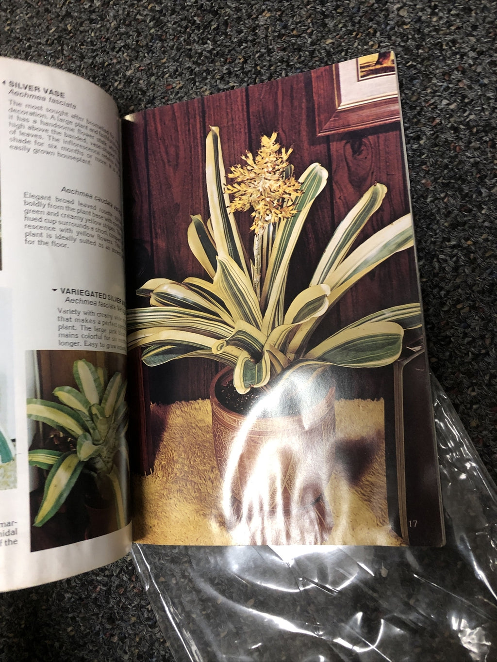 BROMELIADS FOR MODERN LIVING By Louis Wilson 80s House Plants For The Home4