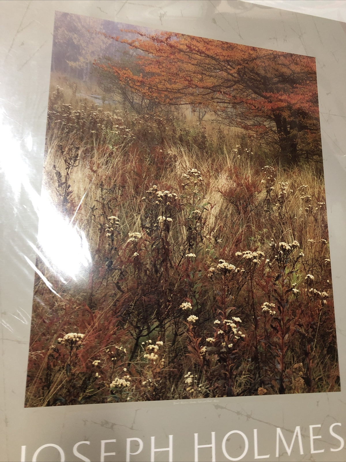 Joseph Holmes 1985 Editions Limited Galleries Poster 35”x25” (Great Meadow)1