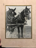 Vintage Photo Ranch Horse Found Art0