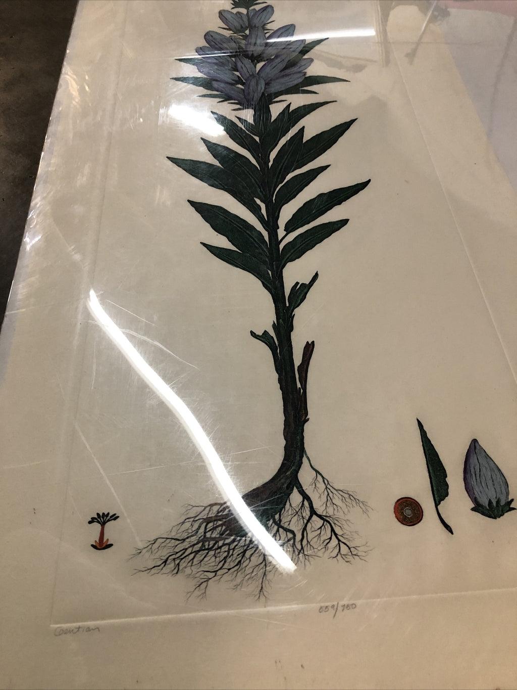 Dan Mitra Signed Etching Numbered 559/750 - 36”x16.5”8