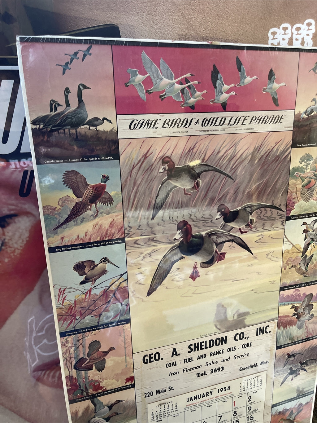 Rare VTG Geo Sheldon Coal Coke Fuel Greenfield MA 1954 Calendar Game Birds1