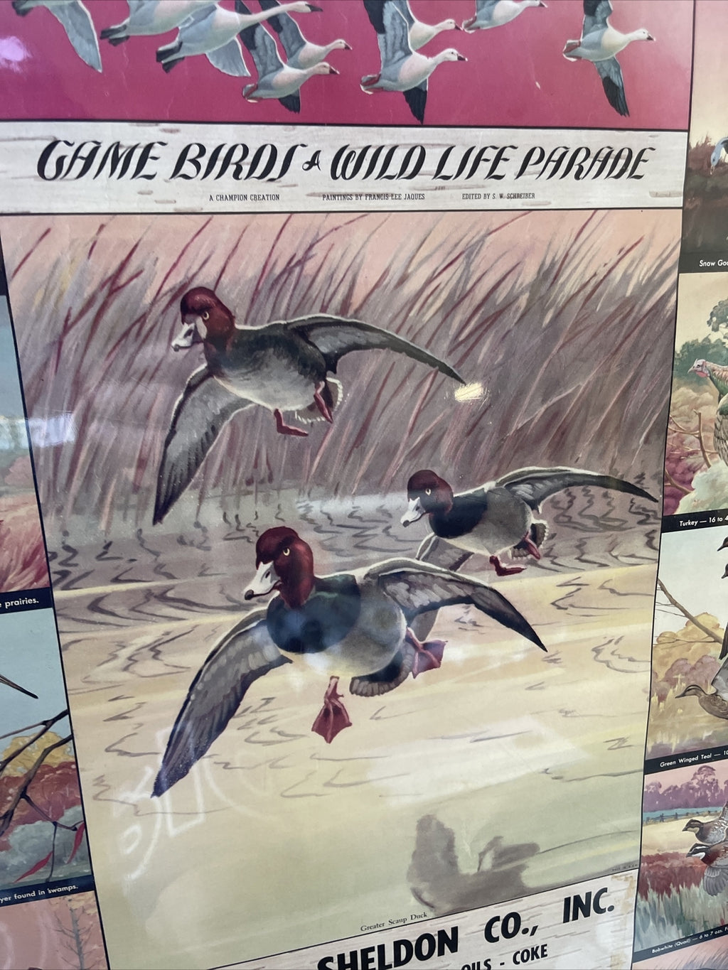 Rare VTG Geo Sheldon Coal Coke Fuel Greenfield MA 1954 Calendar Game Birds2