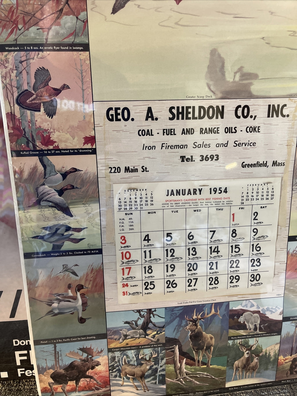 Rare VTG Geo Sheldon Coal Coke Fuel Greenfield MA 1954 Calendar Game Birds4