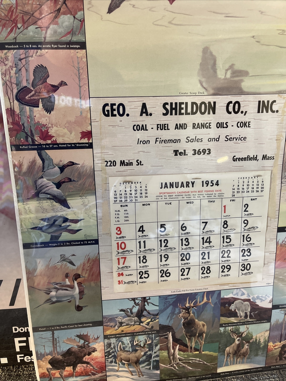 Rare VTG Geo Sheldon Coal Coke Fuel Greenfield MA 1954 Calendar Game Birds4