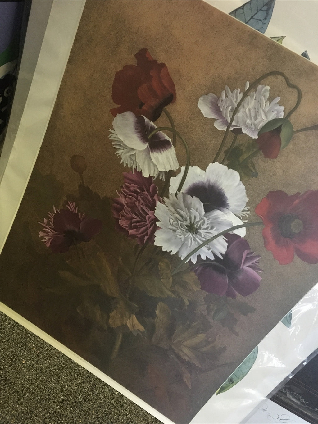 Poppy Vintage Botanical Illustration Print 18x25 in.3