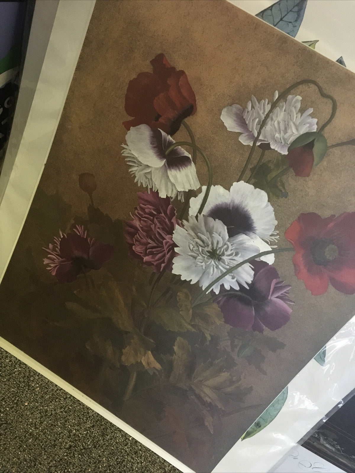 Poppy Vintage Botanical Illustration Print 18x25 in.3