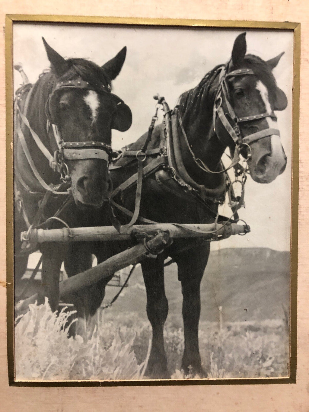 Vintage Photo Ranch Horse Found Art1