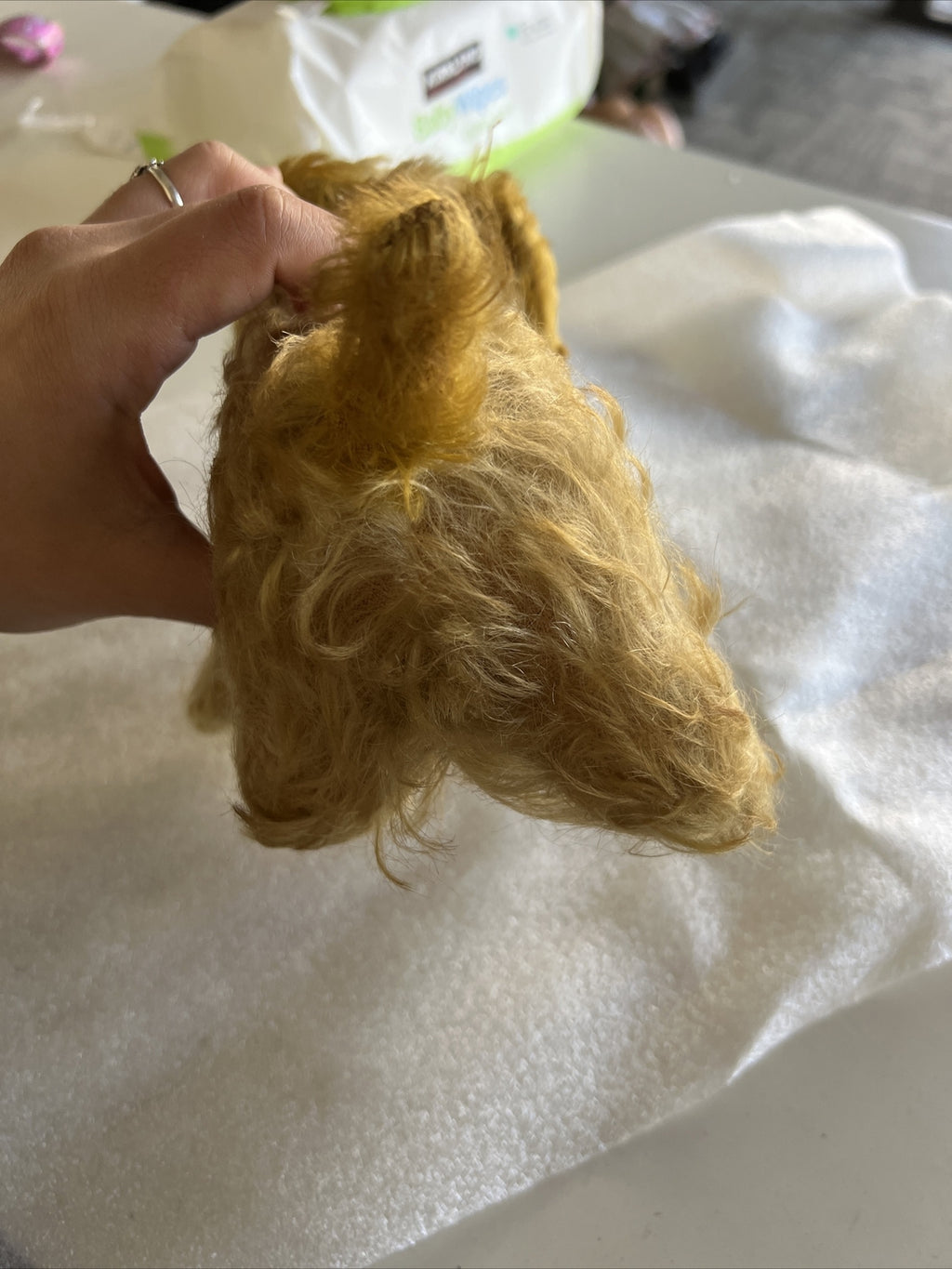 6” Antique 1920’s Shaggy Dog Possibly Real Hair?3