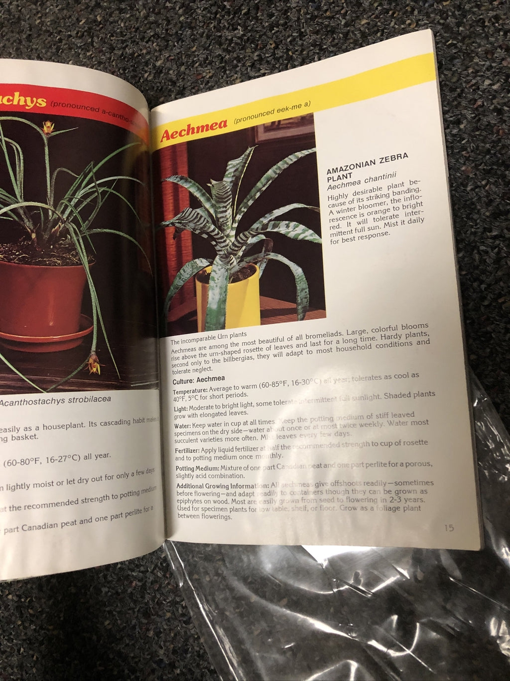 BROMELIADS FOR MODERN LIVING By Louis Wilson 80s House Plants For The Home5