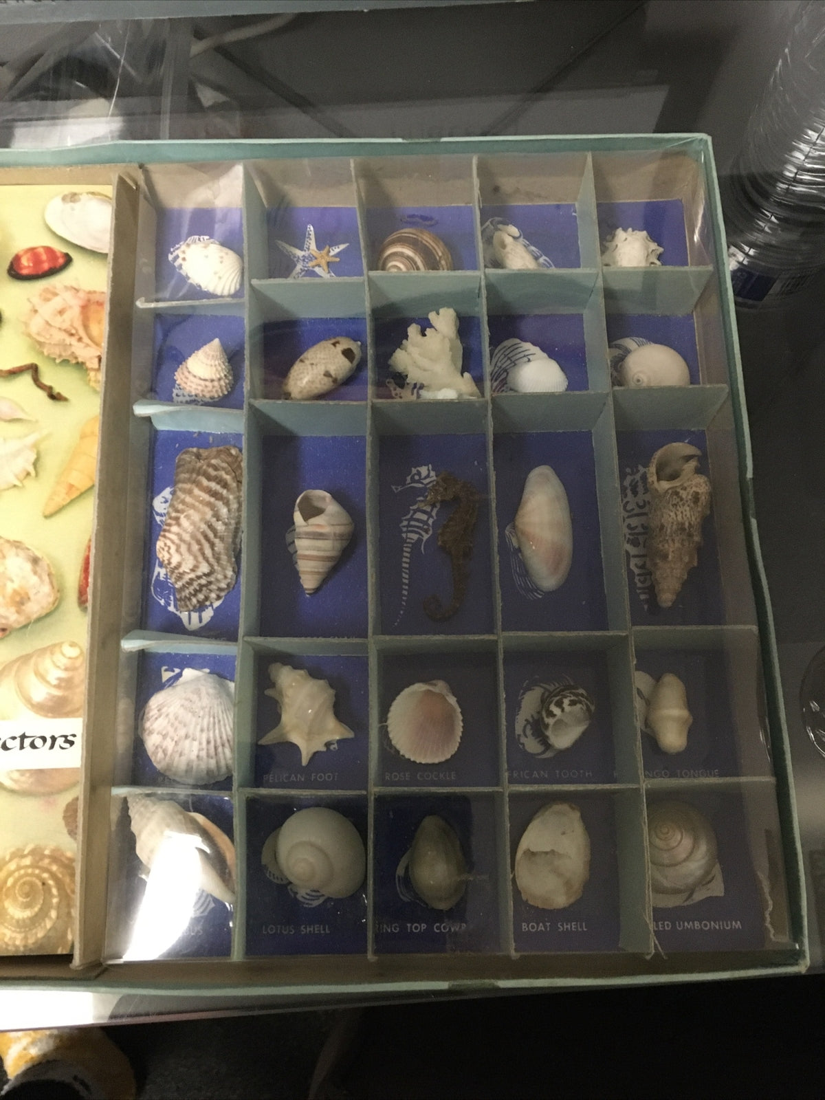 NIB Vintage 50s Complete 1956 Kit of SHELLS Harvey House w Guide Book Included3