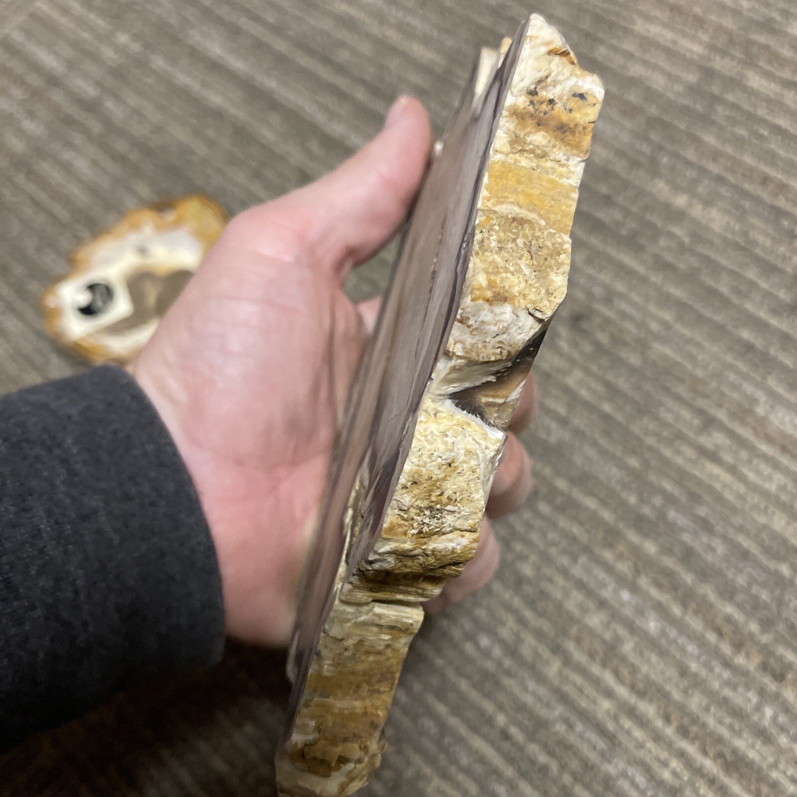 2 Cut Or Polished, Board-Cut,  Petrified Wood Specimen Lot Museum7
