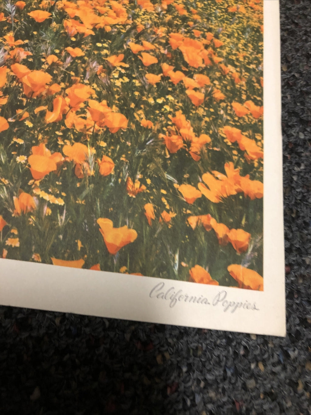 California Poppies Facts About The Wild Flowers Of California1
