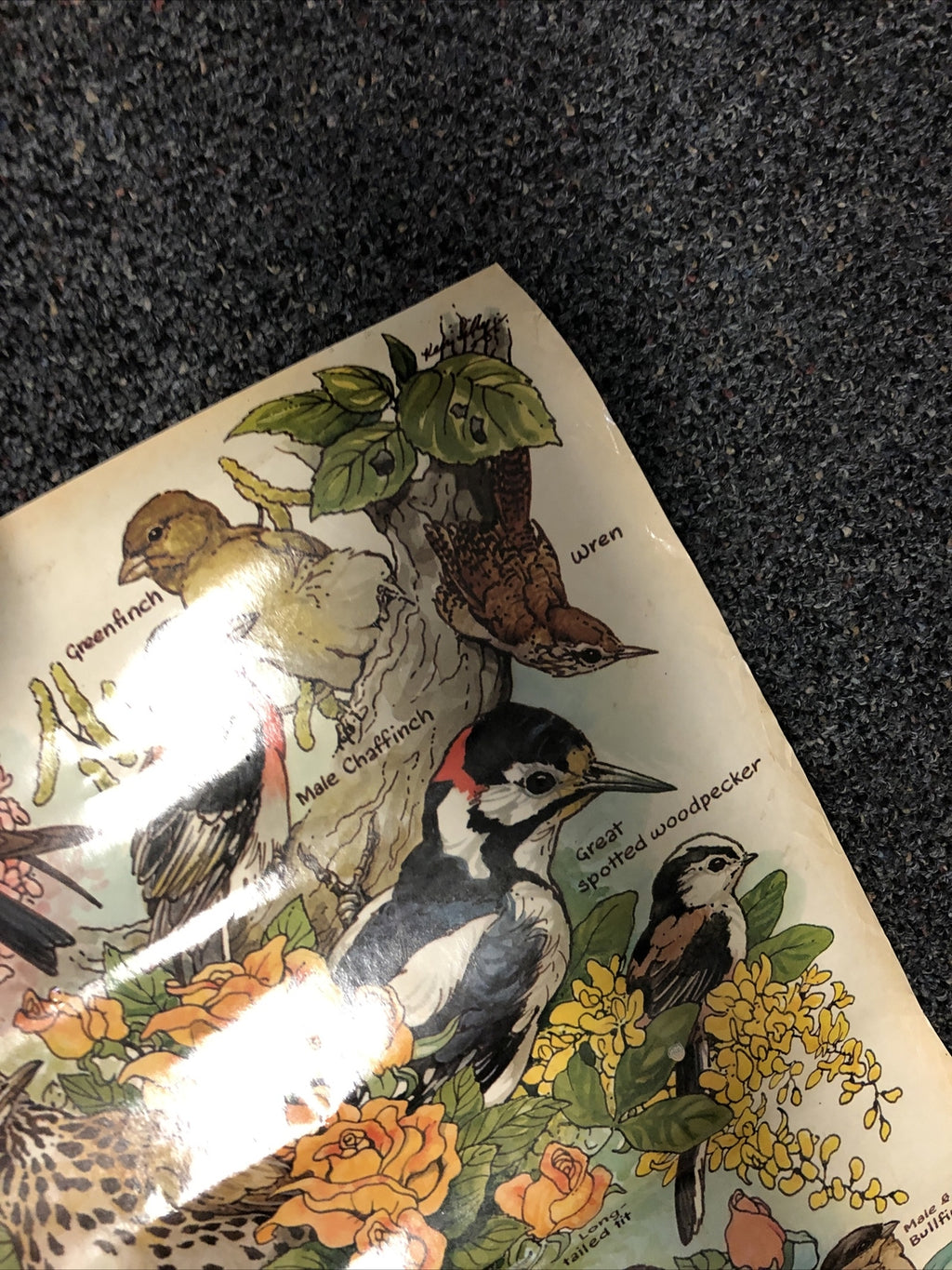 Vintage garden birds Identification poster 20 x 27. ken lilly 1983 England Print5