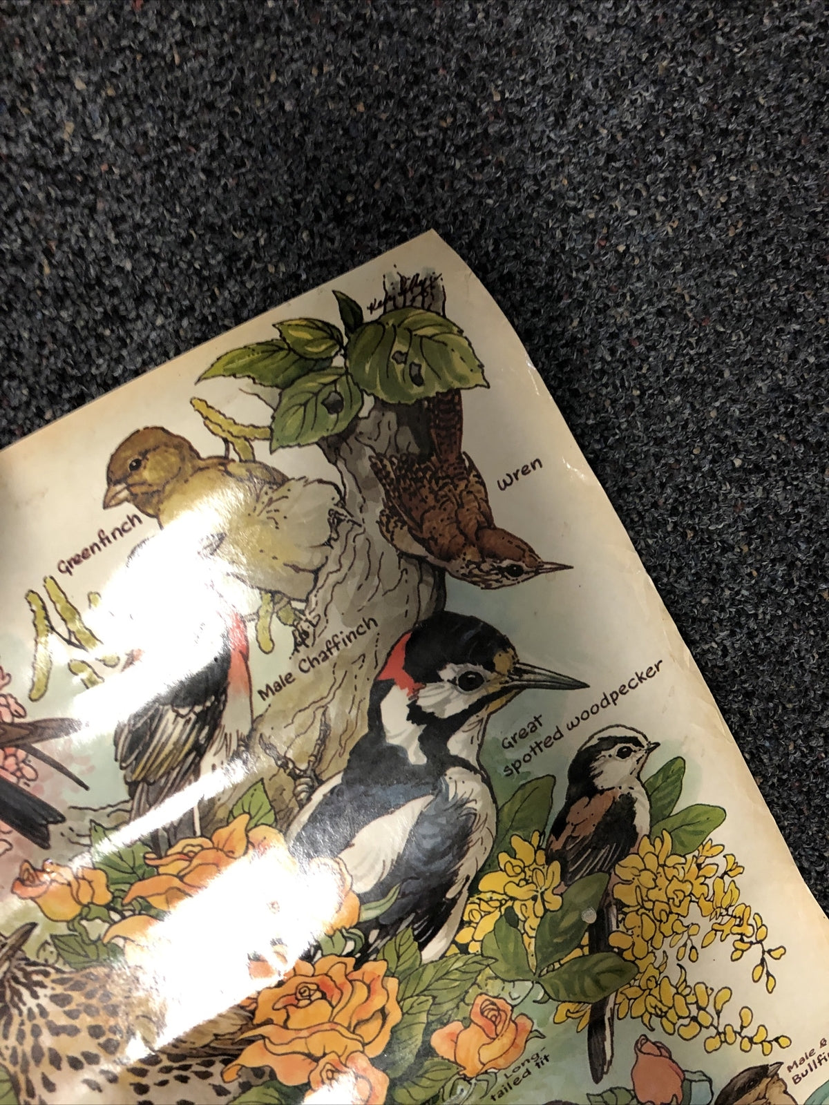 Vintage garden birds Identification poster 20 x 27. ken lilly 1983 England Print5