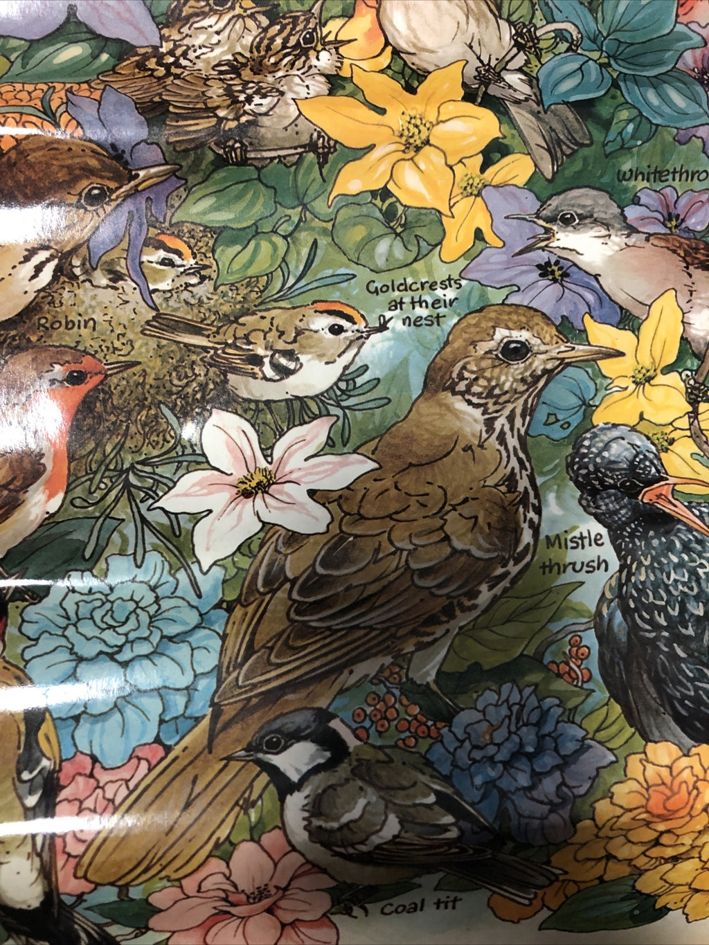 Vintage garden birds Identification poster 20 x 27. ken lilly 1983 England Print2
