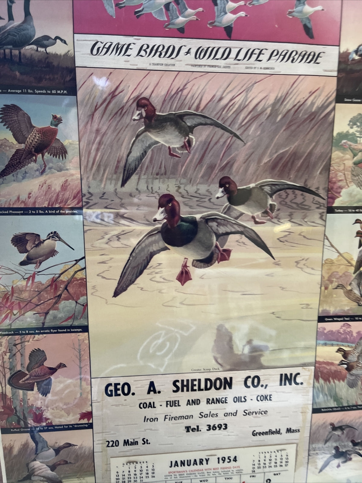Rare VTG Geo Sheldon Coal Coke Fuel Greenfield MA 1954 Calendar Game Birds7