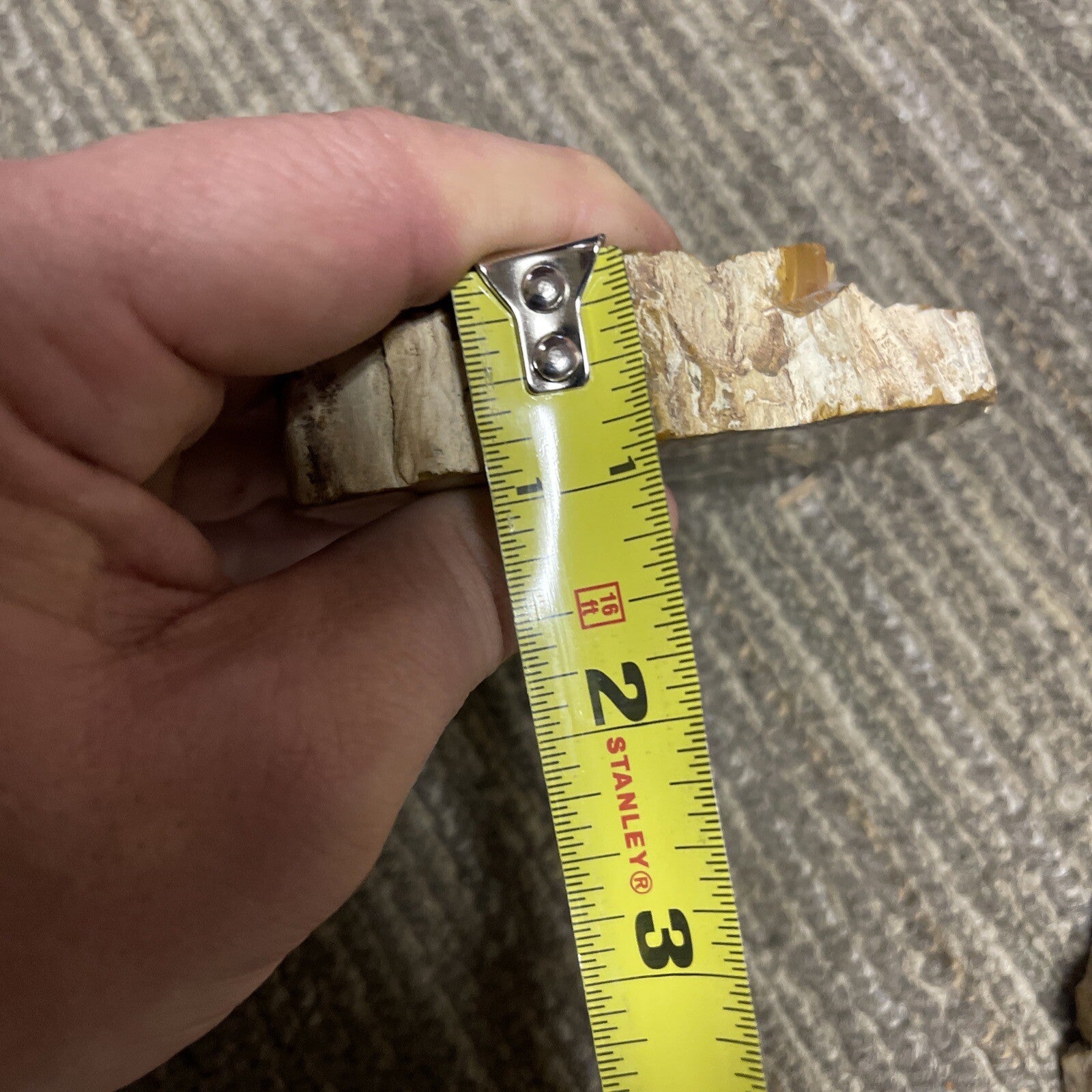 2 Cut Or Polished, Board-Cut,  Petrified Wood Specimen Lot Museum2