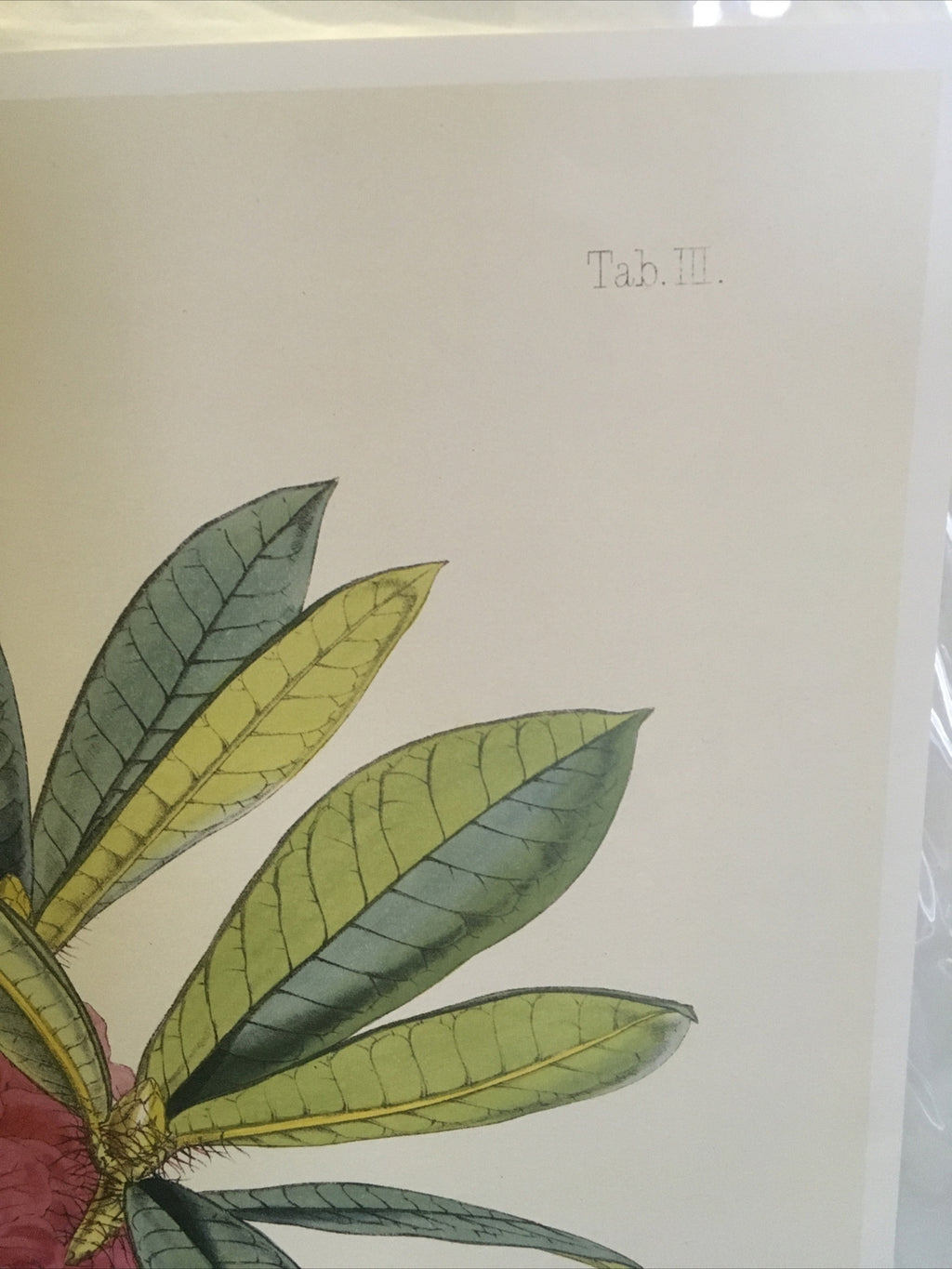 SIKKIM HIMALAYA ANTIQUE BOTANICAL / Rhododendron Barbatum Poster Wall 18491