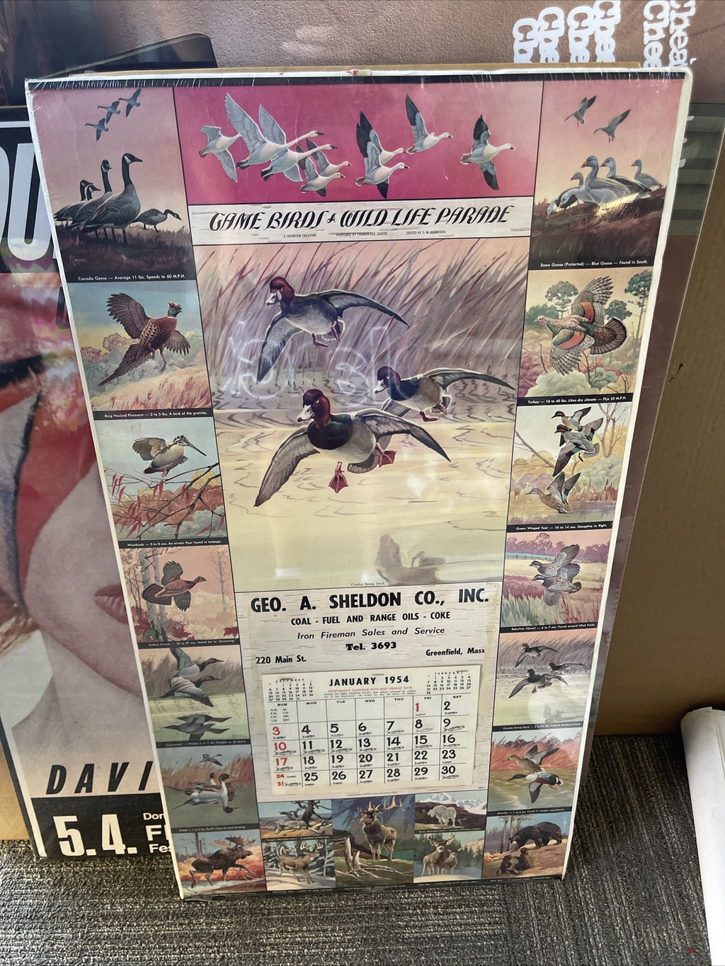 Rare VTG Geo Sheldon Coal Coke Fuel Greenfield MA 1954 Calendar Game Birds0