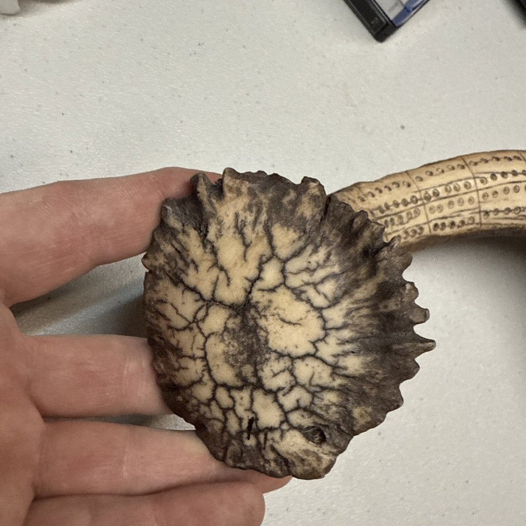 Unique and Rare Elk Antler Carved Cribbage Board Sculpture !!!  21”6