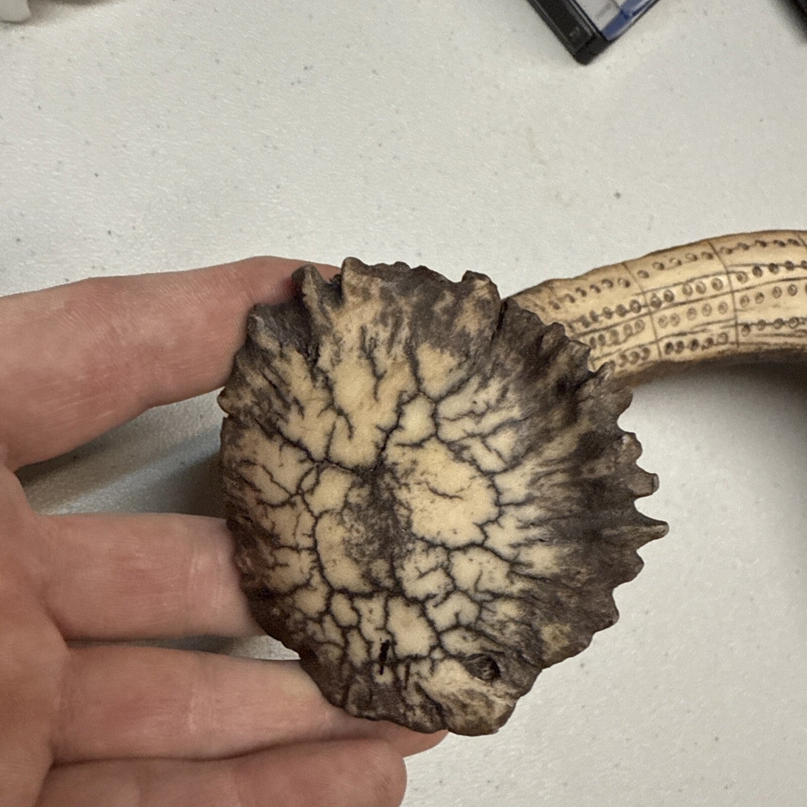 Unique and Rare Elk Antler Carved Cribbage Board Sculpture !!!  21”6