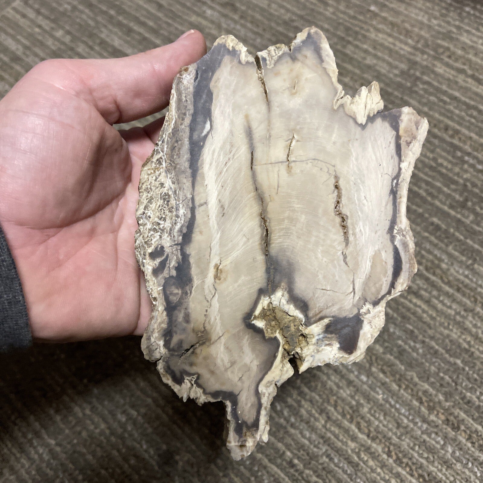 2 Cut Or Polished, Board-Cut,  Petrified Wood Specimen Lot Museum8