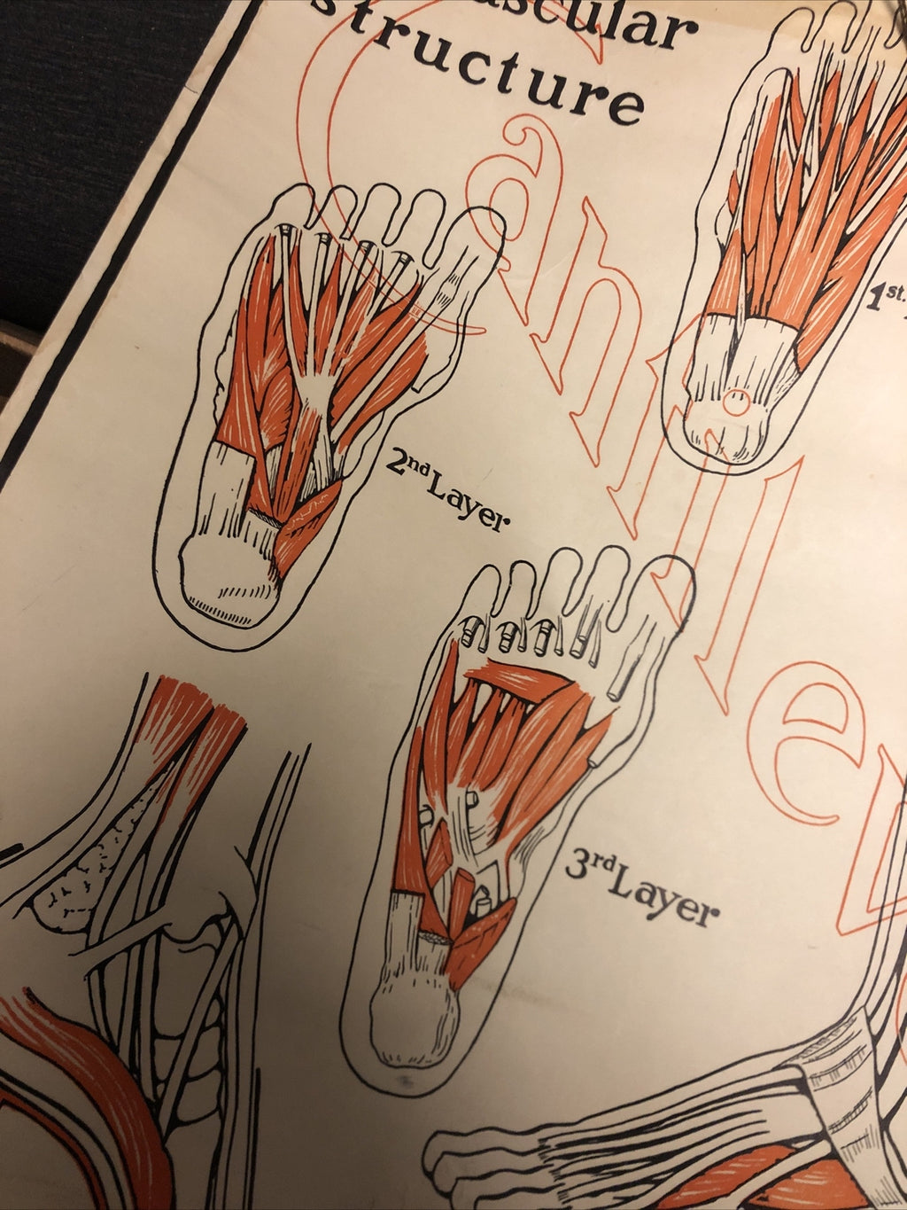 Original 1927 Foot Feet  MUSCULAR Structure ANATOMY CHART Lot Of 2 19” X 22”2